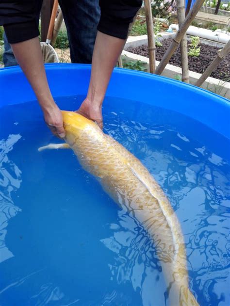 錦鯉養幾隻|細說錦鯉繁殖 飼主餵養指南